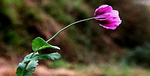 《坦克世界》联动hololive 7位人气虚拟偶像乱入参战